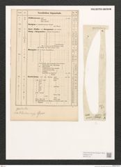 Diatomeae indet. Zeichnungen Sammlung Grunow (NHMW-BOT-W0370175)